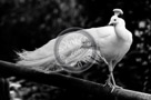 Albino_Peacock_Black_N_White _KTA2396