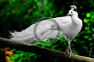 Albino_Peacock _KTA2396
