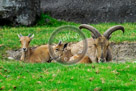 Aoudad_01_KMT4104