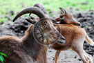 Aoudad_02_KMT4315