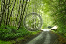 Artistic_Foliage_with_road_Haida_Gwaii
