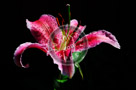Asian_Lily_002_KTB0172-Edit