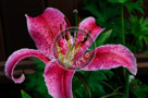 Asian_Lily_003_KTB0242