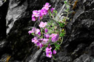 Aubrietia_01_KTA0753
