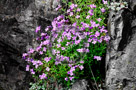Aubrietia_03_KTA0540