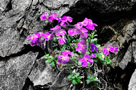 Aubrietia_05_KTA0737