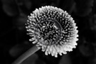 Bachelor_Buttons_001_Black_N_White_KTB3063