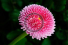 Bachelor_Buttons_001_KTB3063