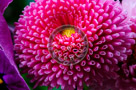 Bachelor_Buttons_002_KTB2844