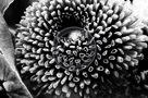 Bachelor_Buttons_002__Black_N_White_KTB2844