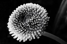 Bachelor_Buttons_003_Black_N_White_KTB2870