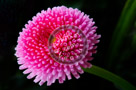 Bachelor_Buttons_003_KTB2870