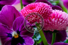 Bachelor_Buttons_N_Pansy_KTB2835