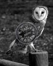 Barn_Owl_Black_N_White_KMT7534