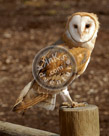Barn_Owl_KMT7534