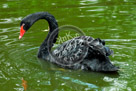 Black_Swan_KMT3982