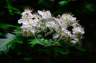 Blossoms_Chokeberry_004_KTA3993