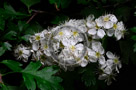 Blossoms_Chokeberry_006_KTA4044