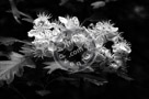 Blossoms_Chokeberry_Black_N_White_005_KTA3993