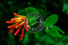 Blossoms_Honeysuckle_003_KTA3898