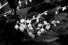 Blossoms_Salal_002_Black_N_White_KTA3902