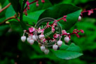 Blossoms_Salal_002_KTA3902