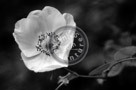 Blossoms_Wildrose_001_Black_N_White_KTA3875