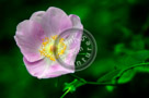 Blossoms_Wildrose_001_KTA3875