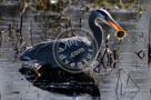 Blue_Heron_Fishing_003_KTA1081
