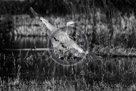 Blue_Heron_Flight_001_Black_N_White_KTA0909