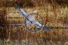 Blue_Heron_Flight_002_KTA0909