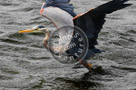 Blue_Heron_Flight_004_KTB2437
