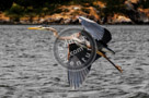 Blue_Heron_Flight_006_KTB2372