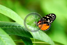 Butterfly_01_DSC0818