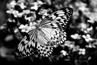Butterfly_03_Black_N_White_DSC0860
