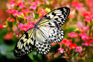 Butterfly_03_DSC0860