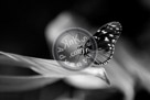 Butterfly_04_Black_N_White_DSC0860