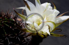 Cactus_Flower_002_KTA8246