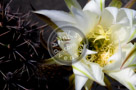 Cactus_Flower_003_KTA8187
