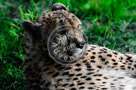Cheetah_KTA2654