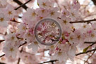 Cherry_Blossoms_001_KMT5243