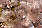 Cherry_Blossoms_002_KMT5257