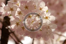 Cherry_Blossoms_005_KMT5265