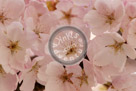 Cherry_Blossoms_007_KMT5279