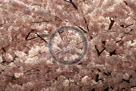 Cherry_Blossoms_008_KMT5274