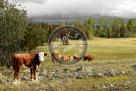 Chilcotin_Cows_In_Pasture