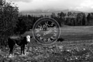 Chilcotin_Cows_In_Pasture_Black_N_White