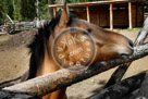 Chilcotin_Horse_02