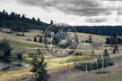 Chilcotin_Horses_In_Pasture