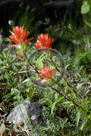 Chilcotin_Indian_Paint_Brush     